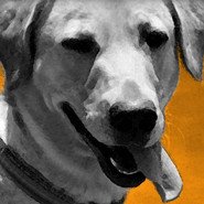 Chien moyen