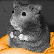 Hamster