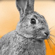 Lapin