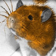 Rat