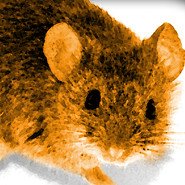 Souris