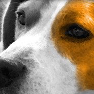 Chien petit